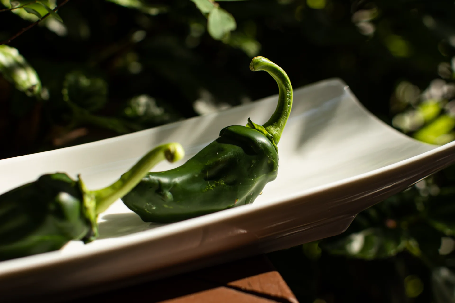 Padron