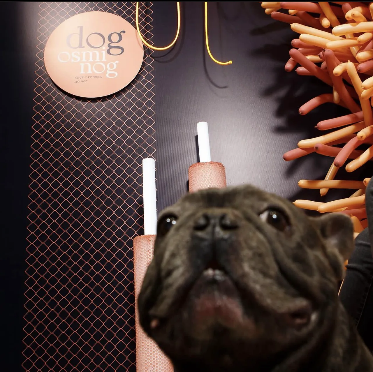 Dog osminog