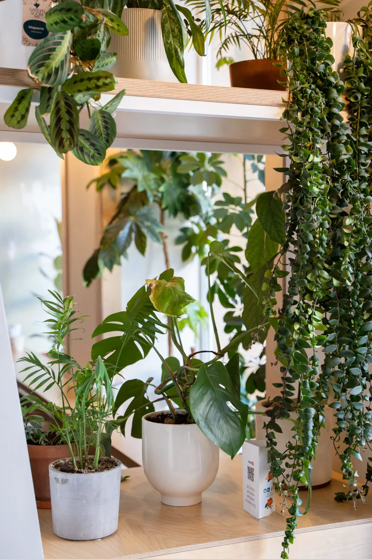 GARDEN ROOM Coffee