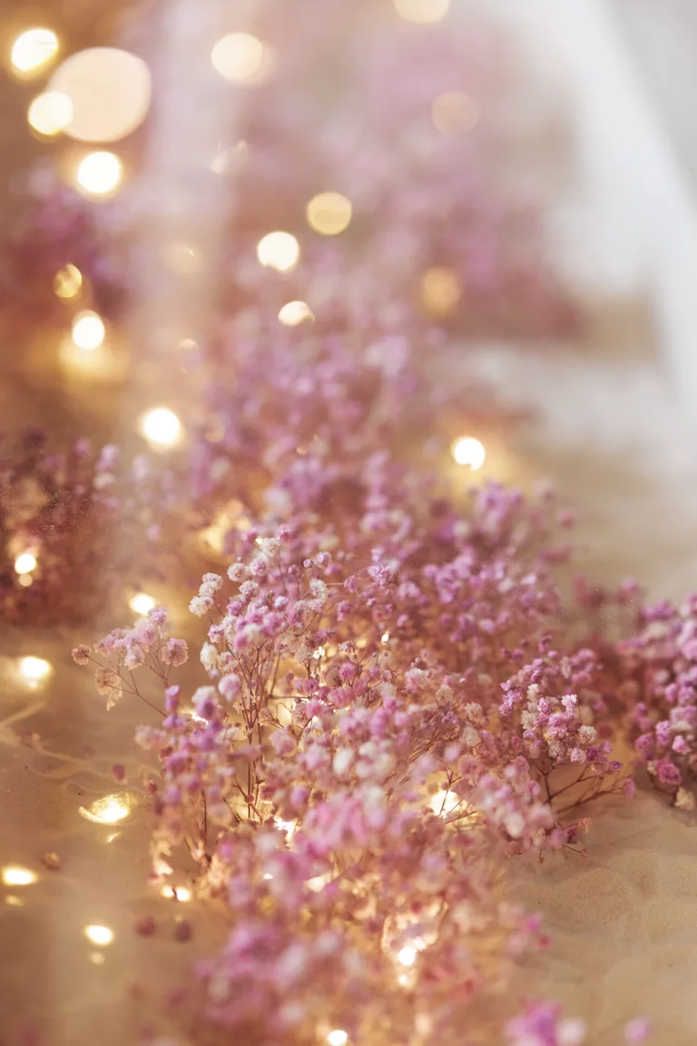 Lavanda